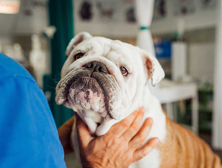 Why Natural Heartworm Treatment Doesn't Work