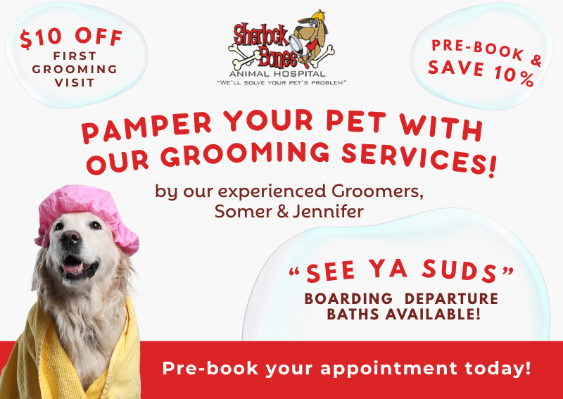 Carousel Slide 1: Explore our grooming services!